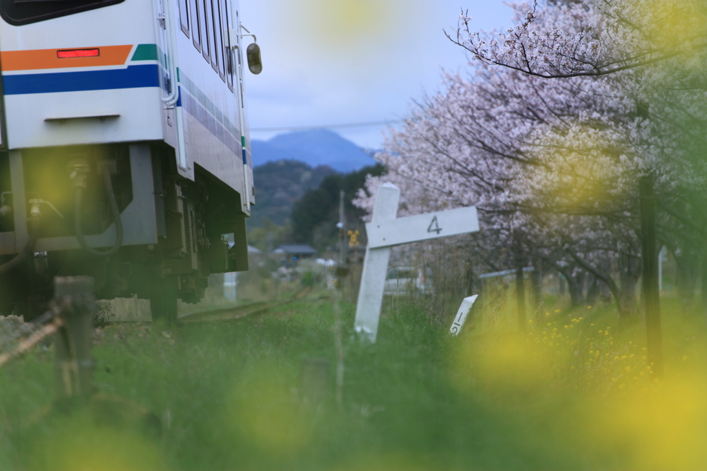 春を駆け抜ける