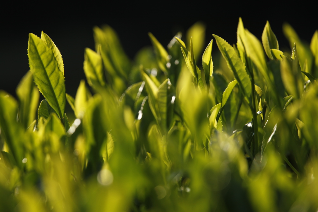 手摘みの新茶