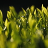 手摘みの新茶