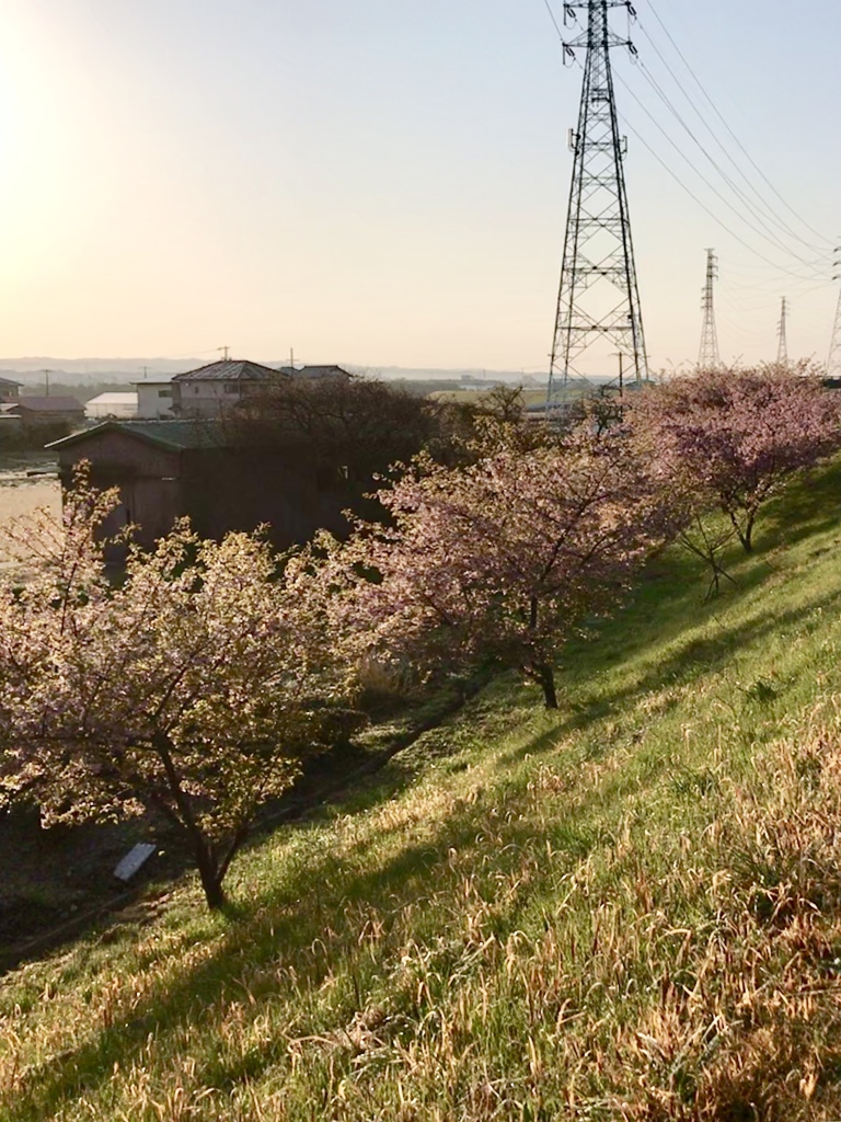 堤の桜