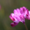 蓮華一輪