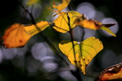 Autumn Noctune