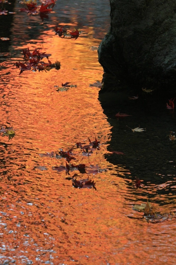 燃え上がる紅葉