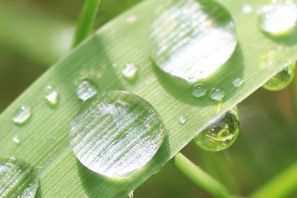 夏の朝だけの虫めがね