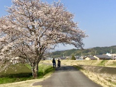 二度見の桜木