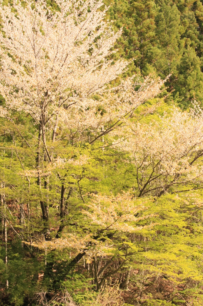 山桜