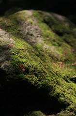 苔の生すまで