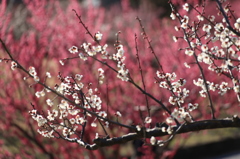 桜切る馬鹿