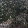 降りやまぬ雪に森は眠りて
