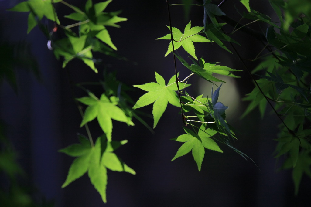 Blue in Green