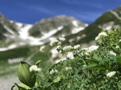 高山植物