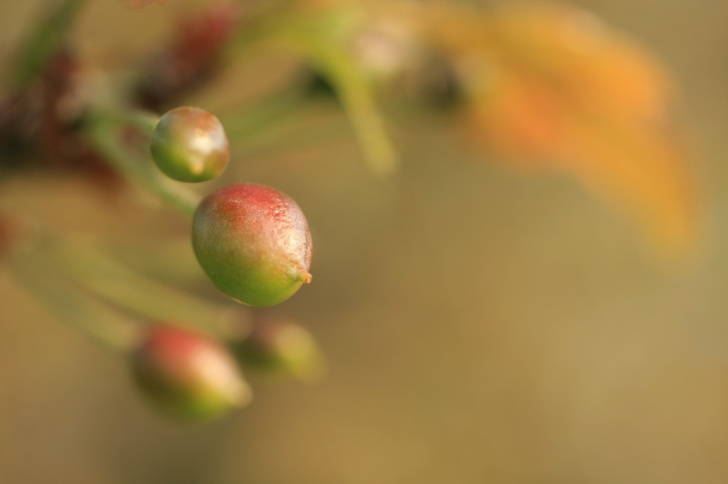 桜の実　って　さくらんぼ？