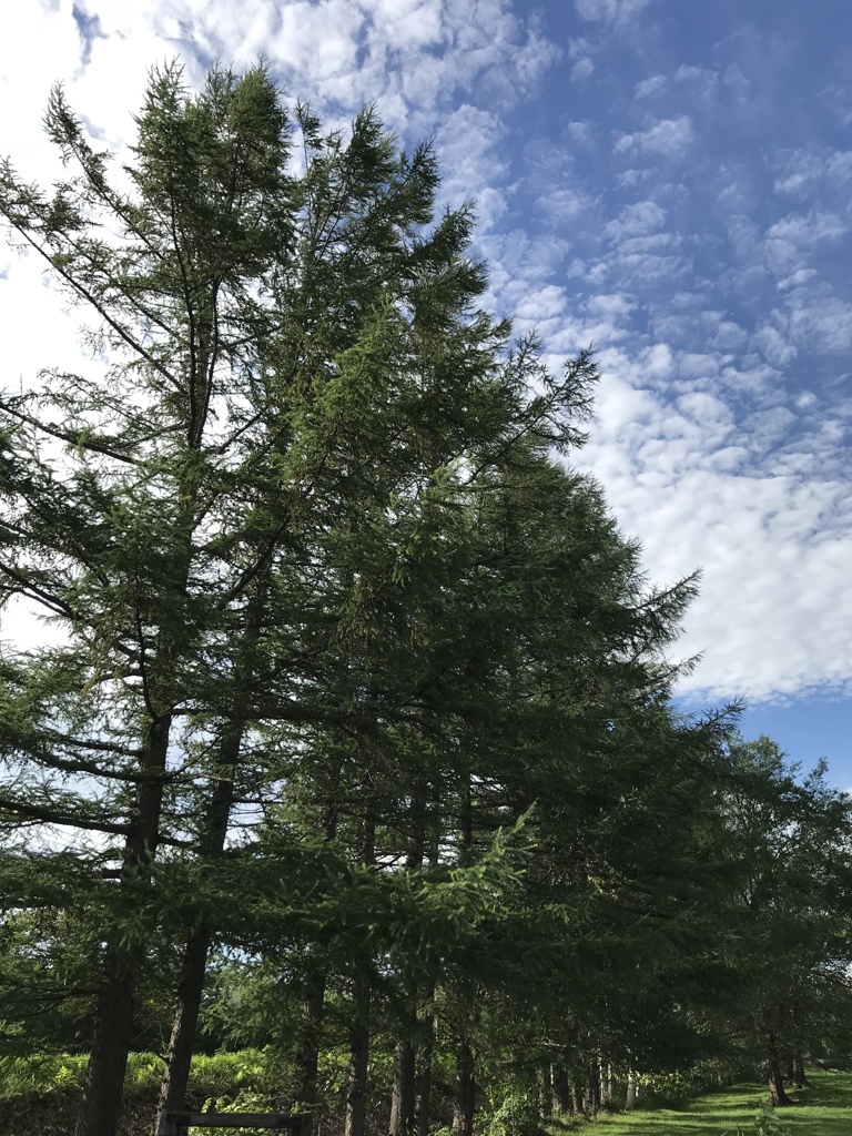 防風林と青空