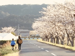 散歩道