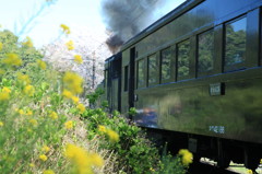 川根路号　春を行く