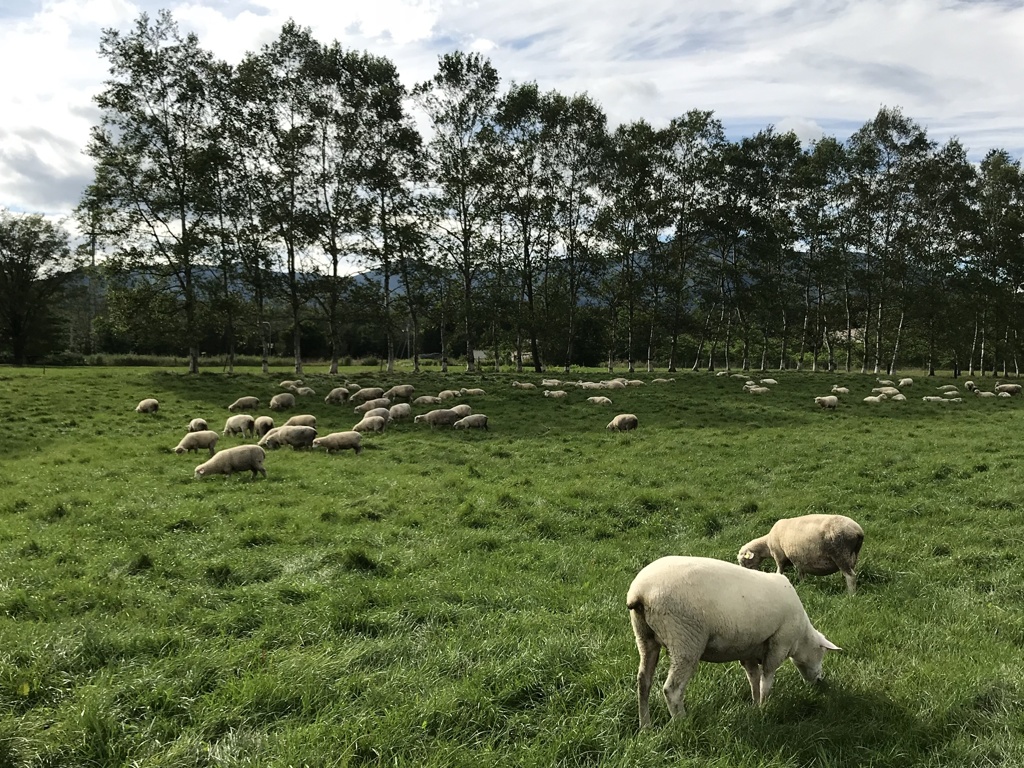 羊たちの午後
