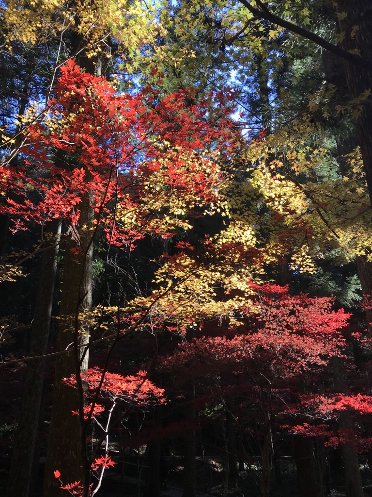 赤・青・緑・黄・黒