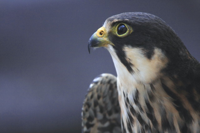 ハヤブサの写真(画像)・写真集 - 写真共有サイト:PHOTOHITO