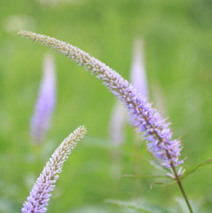 藤色の花