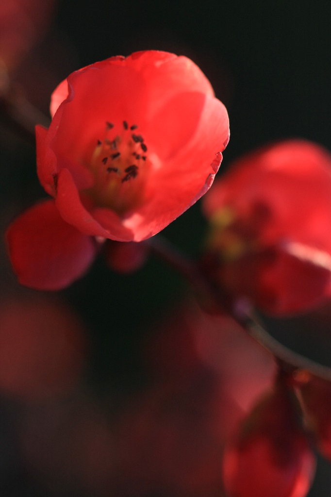 早春の花
