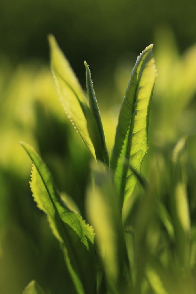 新茶の香り