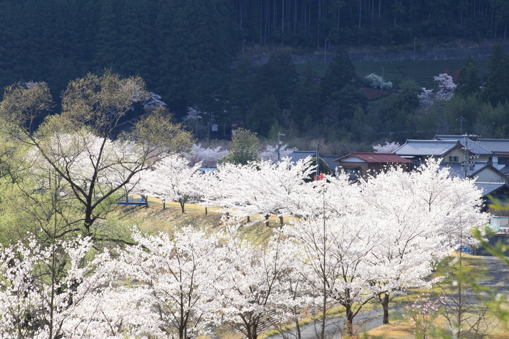 桜愛づる集落