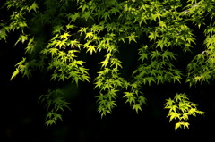 春紅葉