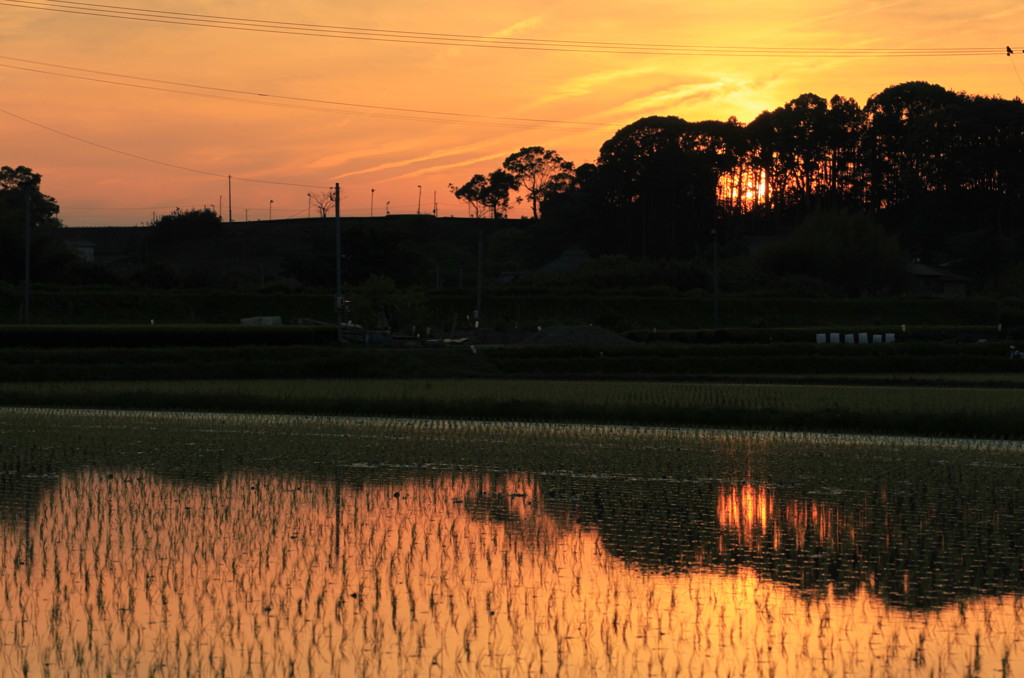 夕焼けの春田