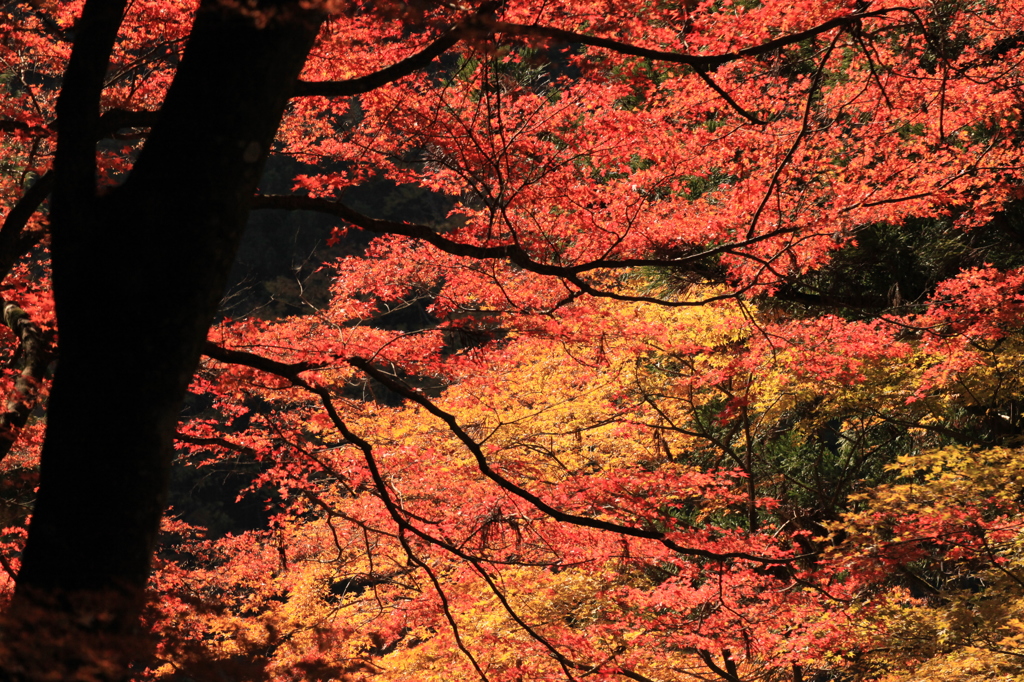 満天の紅