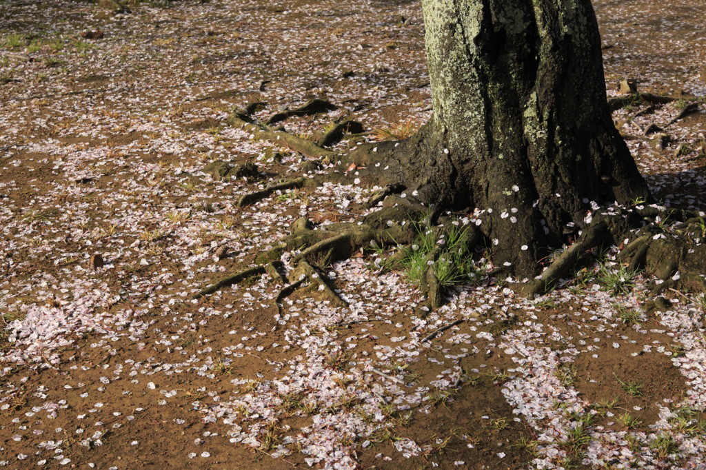 花たちの宴