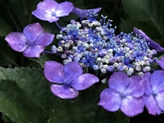 父の紫陽花