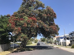 ニュウジーランドの赤い花