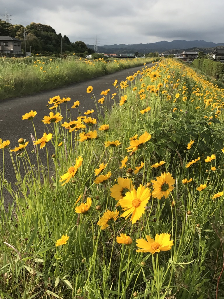 この夏の記憶