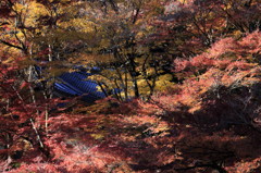 全山燃ゆ