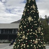 南半球のクリスマス
