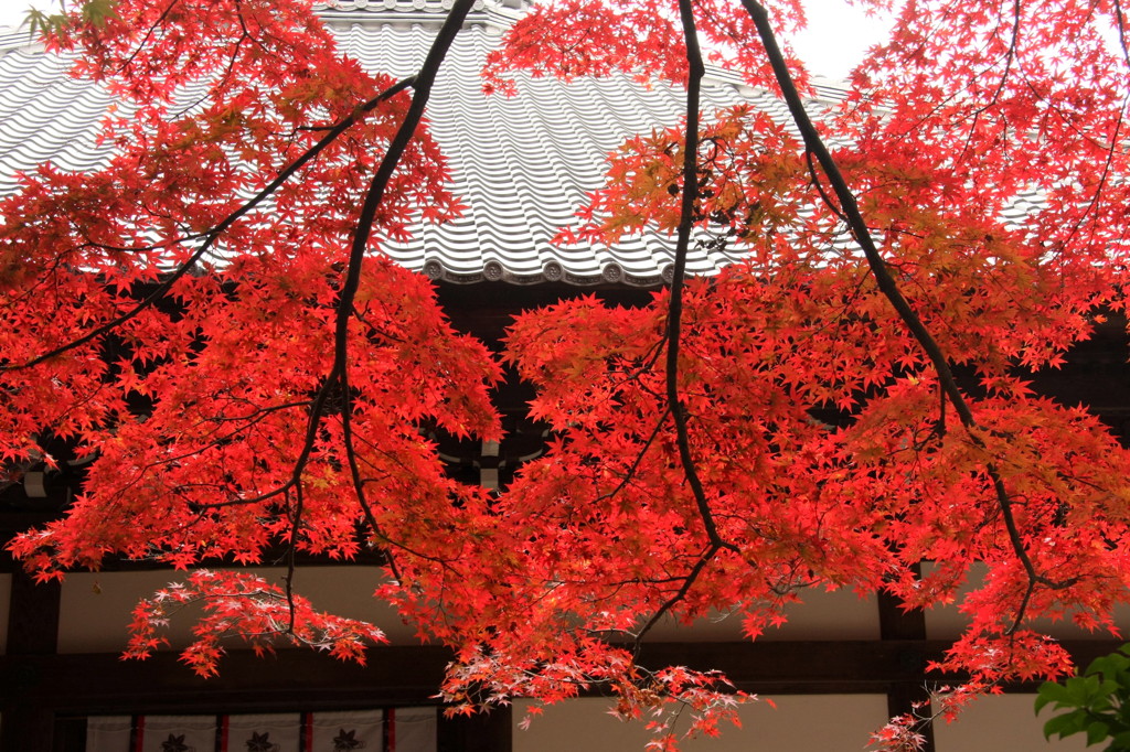 燎原の火