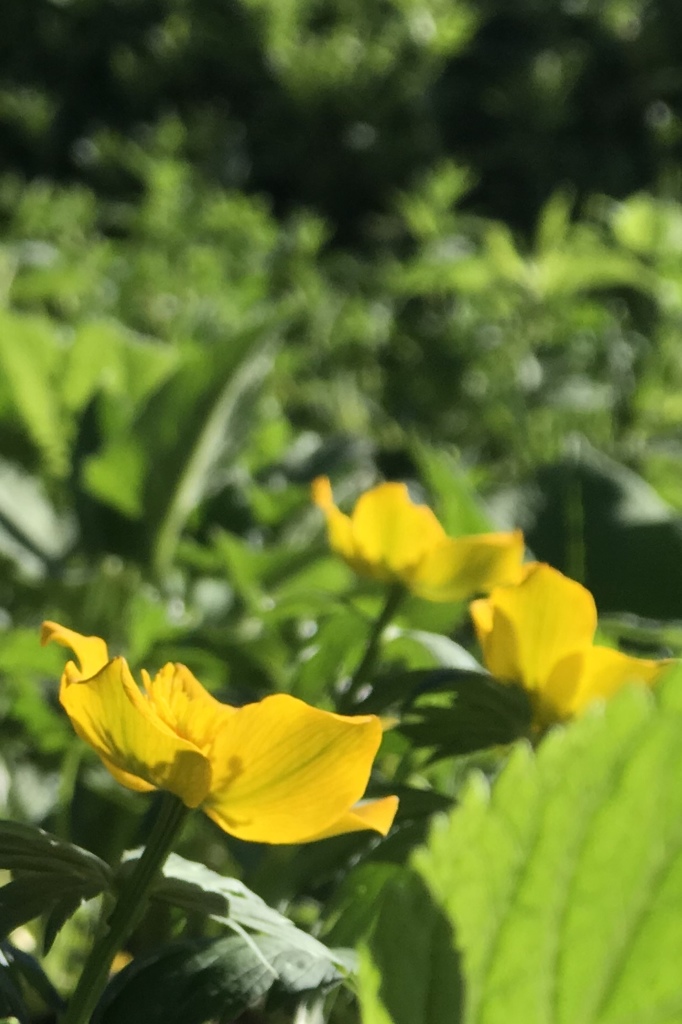 夏山の楽しみ