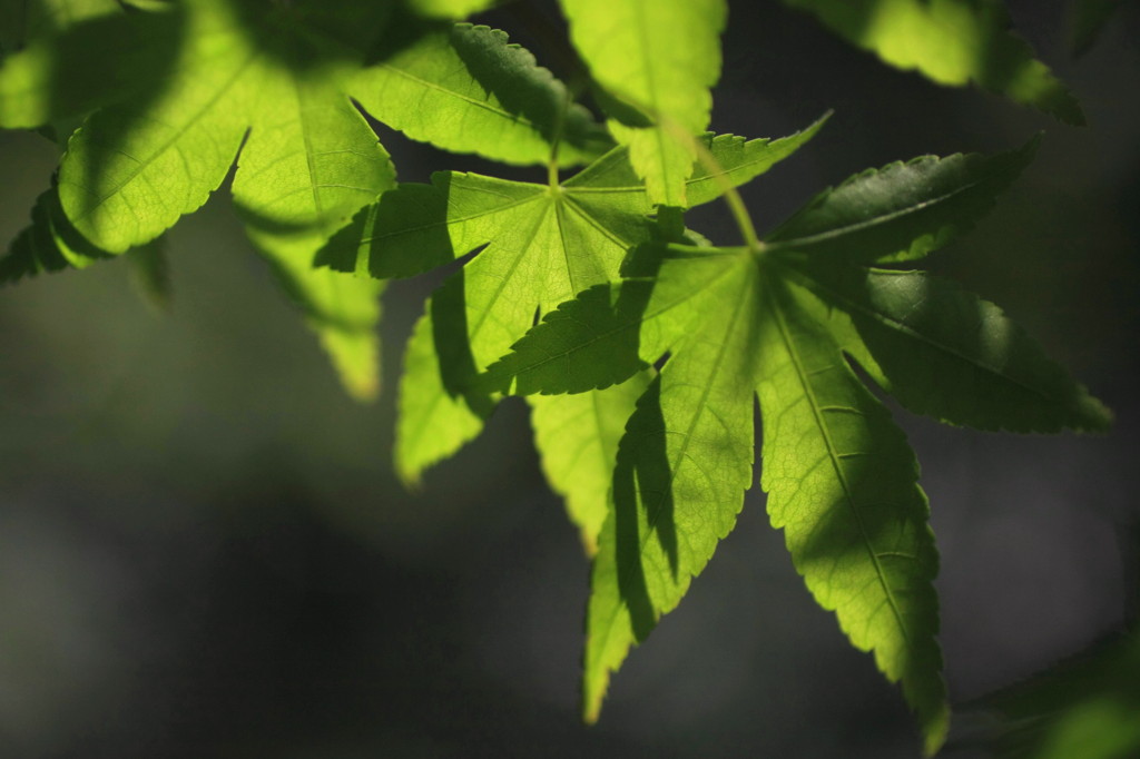 Shadow in leaves