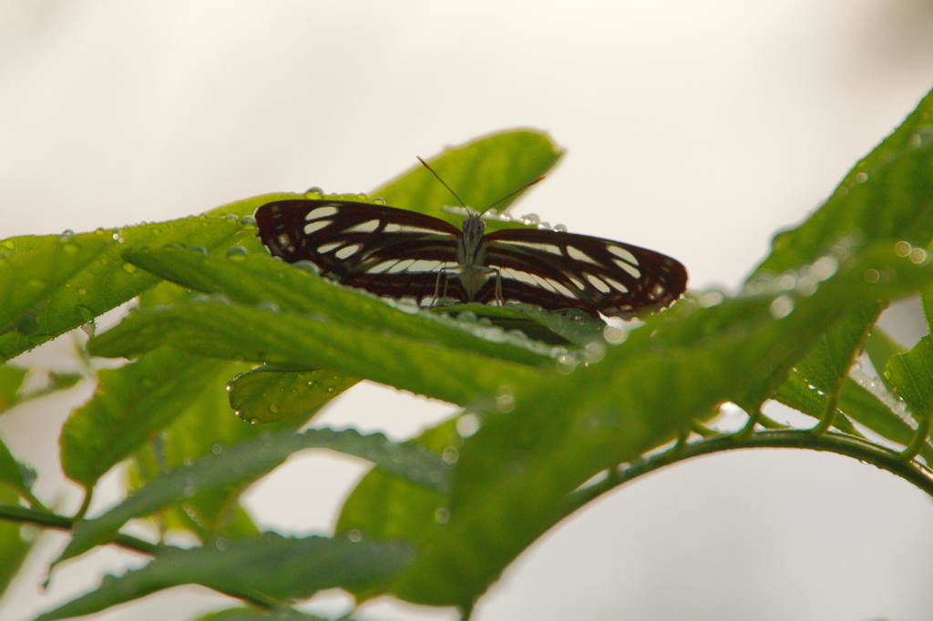 見下ろされてる感じ　IMG_4587tr