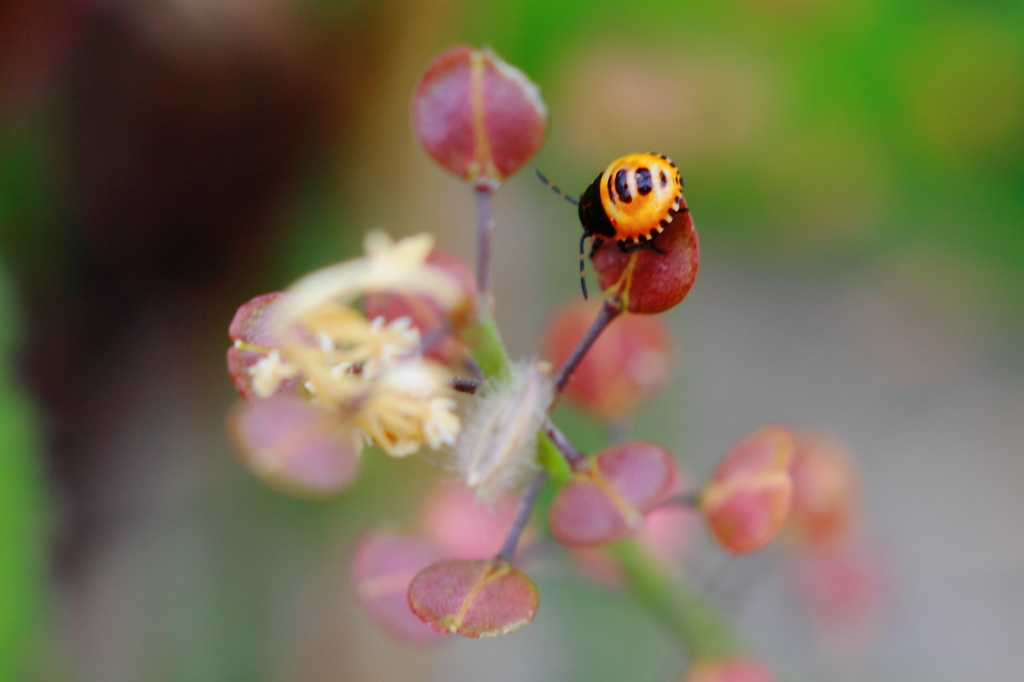 なんかのカメムシ系の幼虫かな