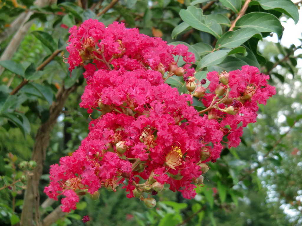 公園の花