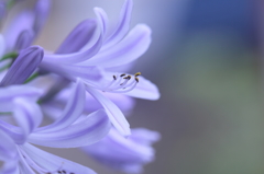 7月最初の花