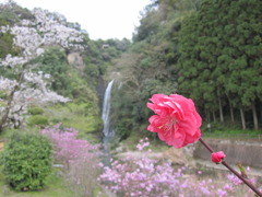 桜龍門滝