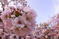 桜風味マリモ（春限定）