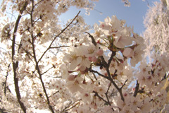 奈良公園の桜