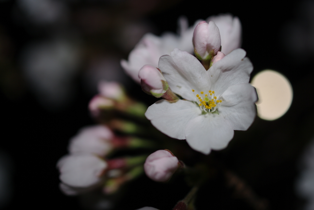 夜桜と月