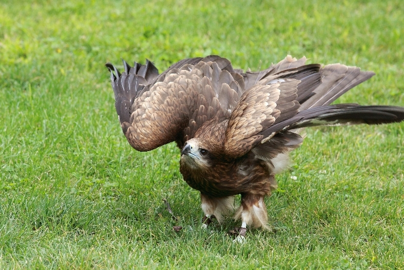 丸山動物園