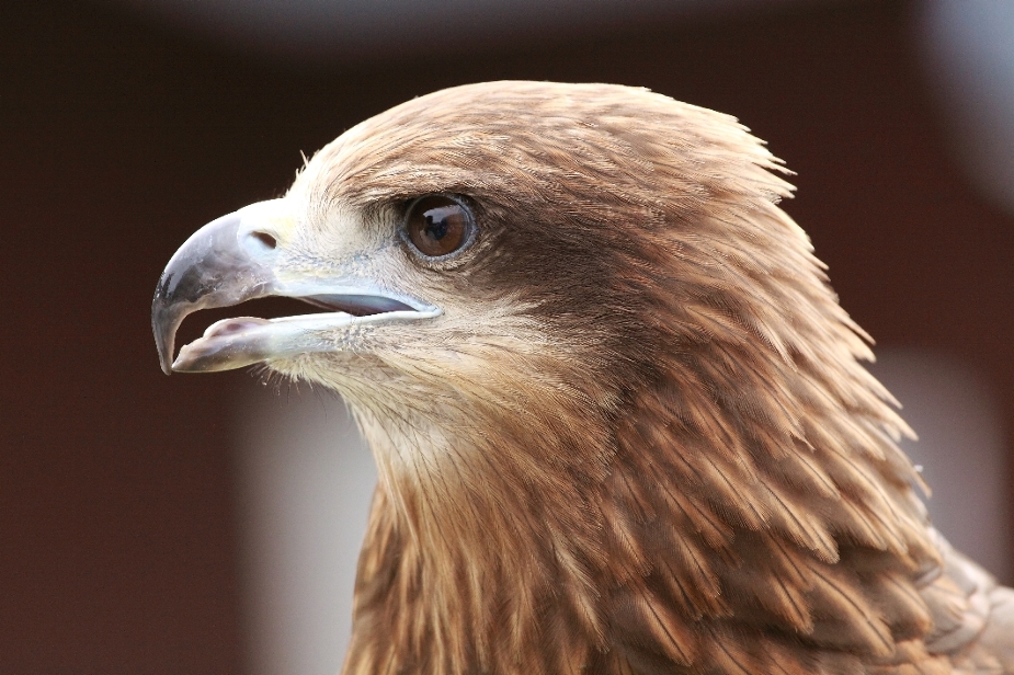 丸山動物園