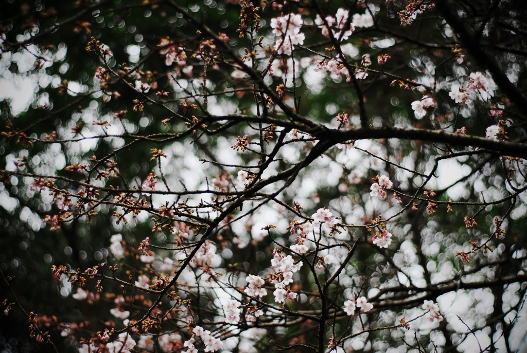sakura #2