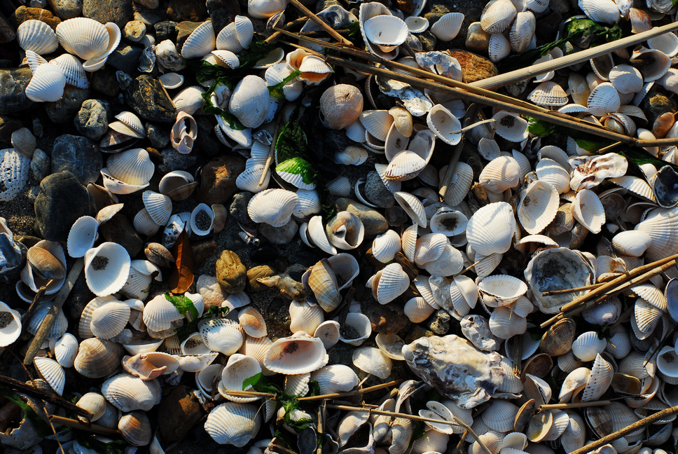 shells